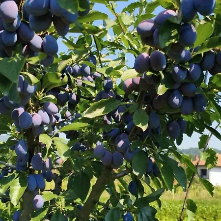 Apartmán Lider Visoko